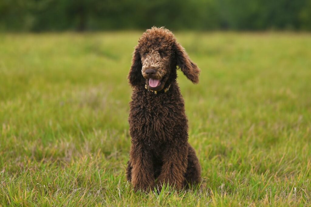Beautiful brown Standard Poodle sitting happily in an open field of lush green grass.