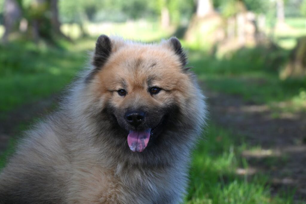 Adorable Eurasier dog with fluffy fur enjoying a sunny day in a green forest.